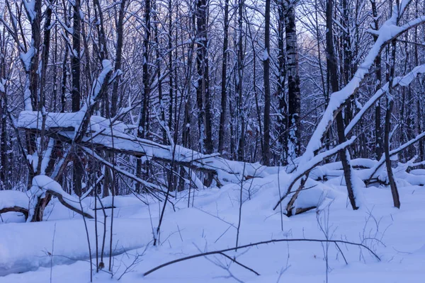 晴れた日に撮影 ロシアのチュヴァシ共和国の冬の森 — ストック写真