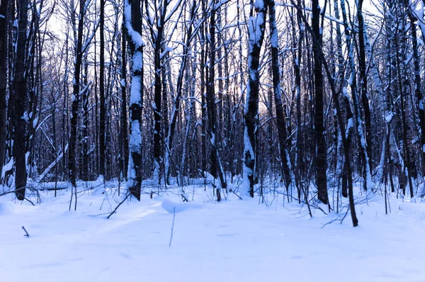 Winter Forest Tsjoevasjië Rusland Geschoten Een Zonnige Dag — Stockfoto