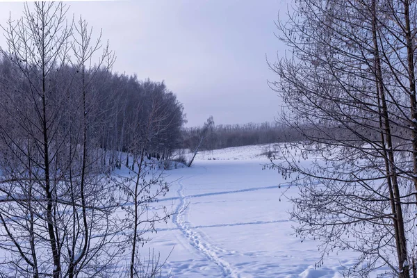 Dia Ensolarado Inverno Campo Árvores Chuvashia Rússia — Fotografia de Stock