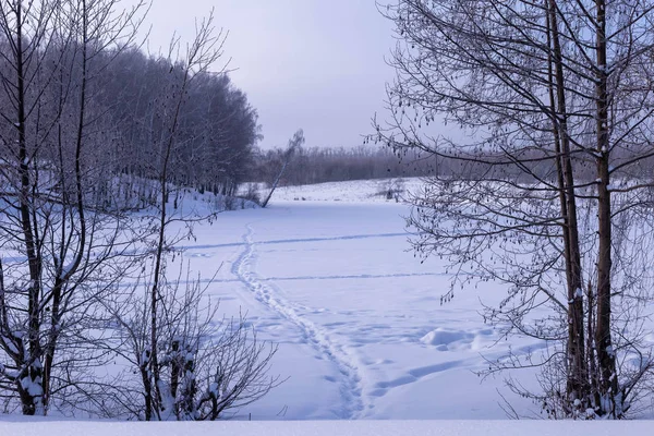 Kışın güneşli bir gün. Alan ve Rusya'da Çuvaşistan ağaçlarda.