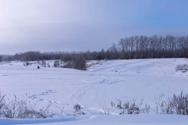 Sunny Day Winter Field Trees Chuvashia Russia — Stock Photo, Image