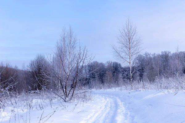 Zonnige Dag Winter Veld Bomen Tsjoevasjië Rusland — Stockfoto