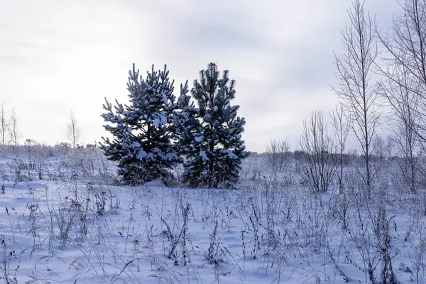 Zonnige Dag Winter Veld Bomen Tsjoevasjië Rusland — Stockfoto