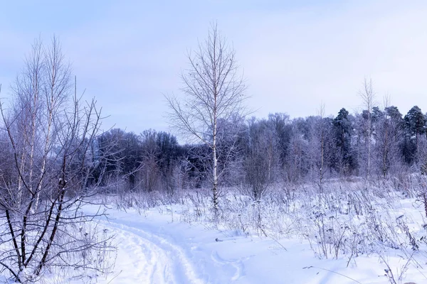 冬の晴れた日は フィールドやロシアのチュヴァシ共和国の木 — ストック写真