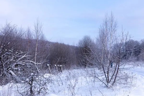 Zonnige Dag Winter Veld Bomen Tsjoevasjië Rusland — Stockfoto