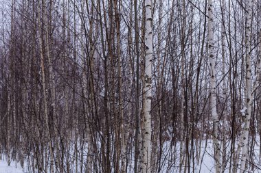 Genç atış bulutlu havalarda kışın ağaç