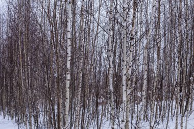 Genç atış bulutlu havalarda kışın ağaç