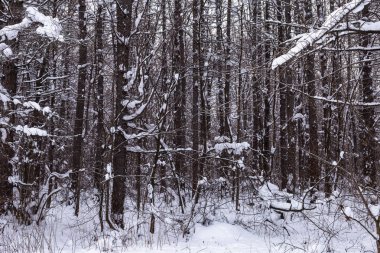 karışık orman bulutlu havalarda kışın vurdu