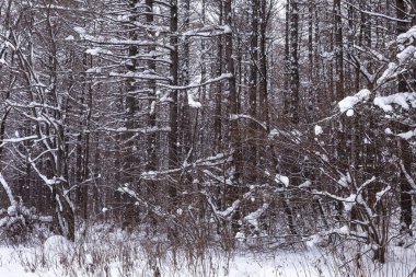 karışık orman bulutlu havalarda kışın vurdu