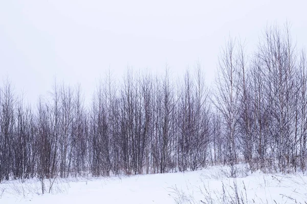 Abedules Jóvenes Disparados Invierno Tiempo Nublado —  Fotos de Stock