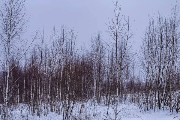 Abedules Jóvenes Disparados Invierno Tiempo Nublado —  Fotos de Stock