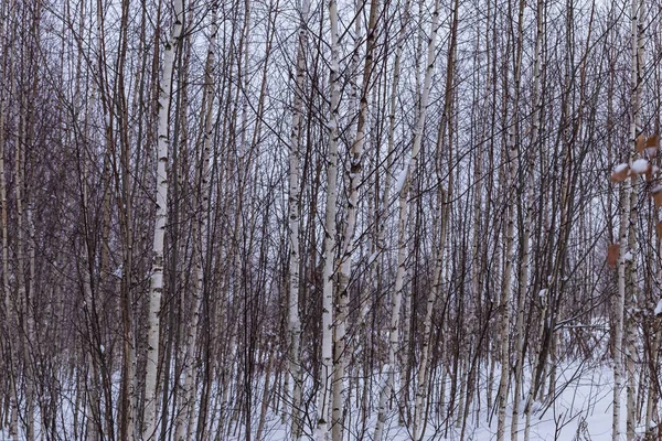 Young Berken Schot Winter Bewolkt Weer — Stockfoto