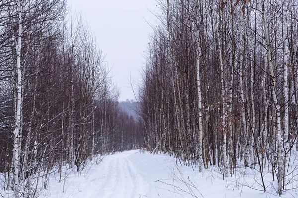 Young Berken Schot Winter Bewolkt Weer — Stockfoto