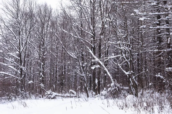 Gemengd Bos Geschoten Winter Bewolkt Weer — Stockfoto