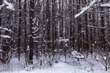 karışık orman bulutlu havalarda kışın vurdu