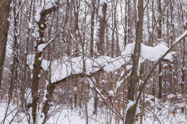 bir dalda yalan ve şeklini alarak kar
