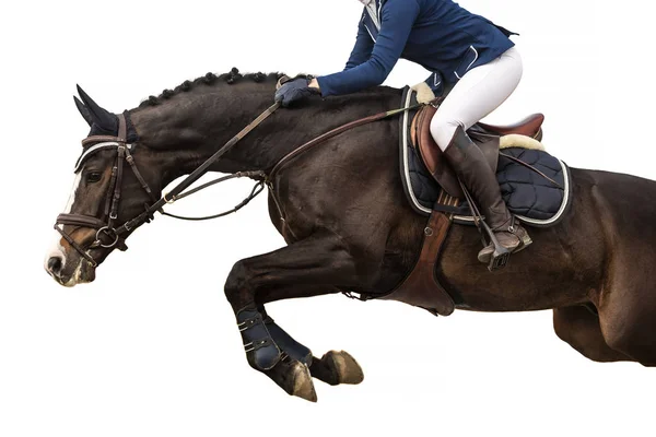 Activités Sportives Équestres Événement Saut Cheval Isolé Sur Fond Blanc — Photo