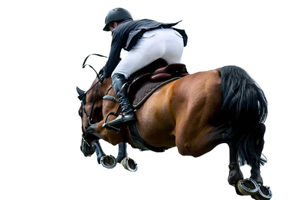 Esportes Equestres Evento Salto Cavalo Isolado Fundo Branco — Fotografia de Stock