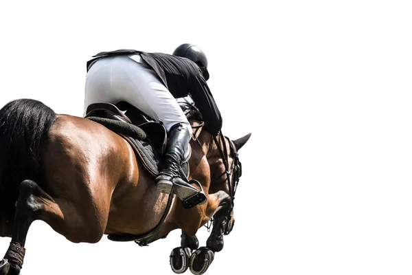 Deportes Ecuestres Evento Salto Caballo Aislado Sobre Fondo Blanco — Foto de Stock