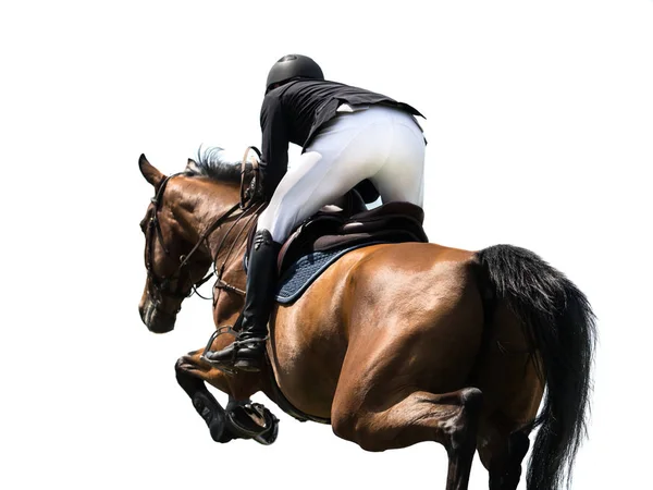 Esportes Equestres Evento Salto Cavalo Isolado Fundo Branco — Fotografia de Stock