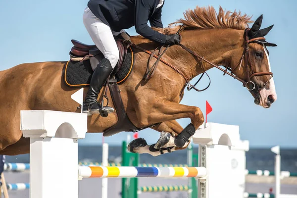 Evento Salto Cavalo Mostrar Esportes Salto — Fotografia de Stock