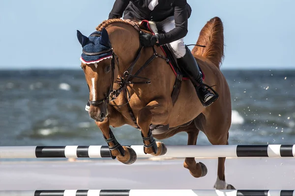 Horse Jumping Event Show Jumping Sports — Stock Photo, Image