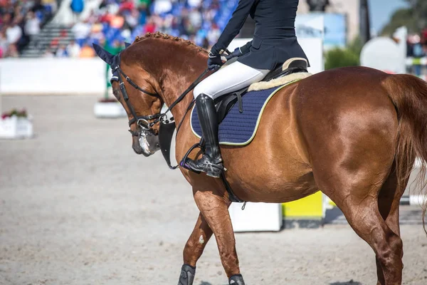 Horse Jumping Event, Show Jumping Sports.