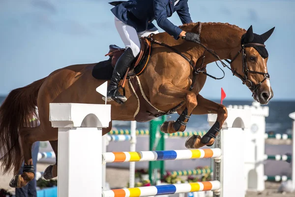 Événement Saut Cheval Sport Saut Obstacles — Photo