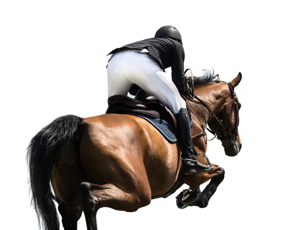 Equestrian Sports Horse Jumping Event Isolated White Background Stock Picture