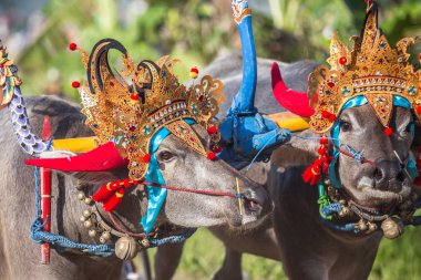 Negara, Bali, Endonezya Makepungheld olarak bilinen geleneksel bufalo yarışı.