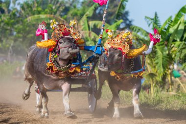 Negara, Bali, Endonezya Makepungheld olarak bilinen geleneksel bufalo yarışı.