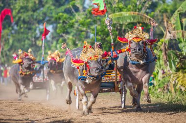 Negara, Bali, Endonezya Makepungheld olarak bilinen geleneksel bufalo yarışı.
