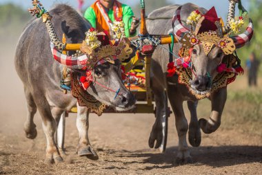 Negara, Bali, Endonezya Makepungheld olarak bilinen geleneksel bufalo yarışı.