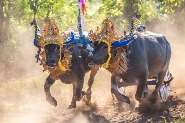 Negara, Bali, Endonezya Makepungheld olarak bilinen geleneksel bufalo yarışı.