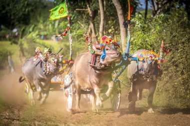 Negara, Bali, Endonezya Makepungheld olarak bilinen geleneksel bufalo yarışı.