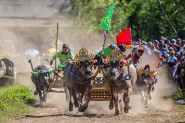 Negara, Bali, Endonezya Makepungheld olarak bilinen geleneksel bufalo yarışı.