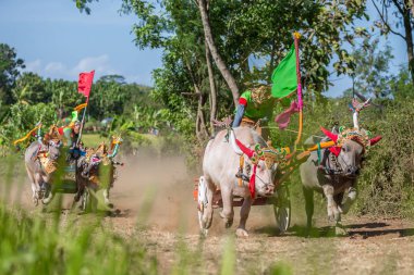 Negara, Bali, Endonezya Makepungheld olarak bilinen geleneksel bufalo yarışı.