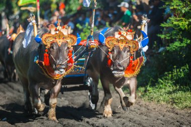 Negara, Bali, Endonezya Makepungheld olarak bilinen geleneksel bufalo yarışı.