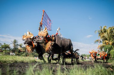Negara, Bali, Endonezya Makepungheld olarak bilinen geleneksel bufalo yarışı.