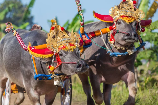 Traditionelle Büffelrassen Bekannt Als Makepungheld Negara Bali Indonesien — Stockfoto