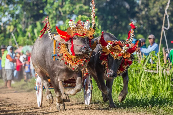 Traditionelle Büffelrassen Bekannt Als Makepungheld Negara Bali Indonesien — Stockfoto