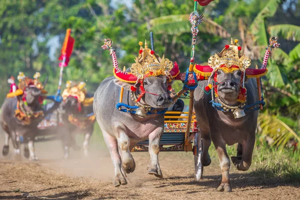 Negara, Bali, Endonezya Makepungheld olarak bilinen geleneksel bufalo yarışı.