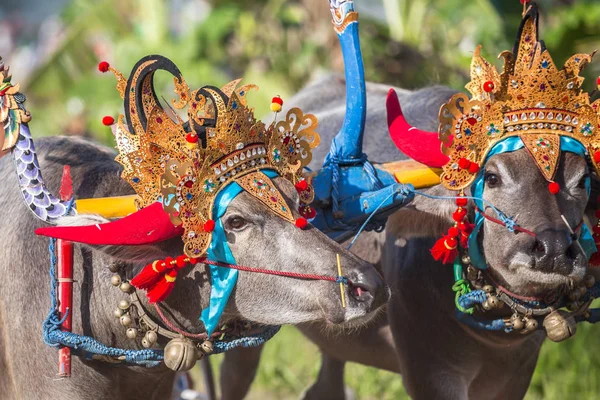 Negara, Bali, Endonezya Makepungheld olarak bilinen geleneksel bufalo yarışı.