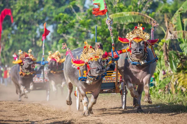 Negara, Bali, Endonezya Makepungheld olarak bilinen geleneksel bufalo yarışı.
