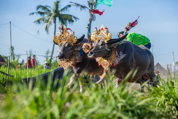 Traditionelle Büffelrassen Bekannt Als Makepungheld Negara Bali Indonesien — Stockfoto