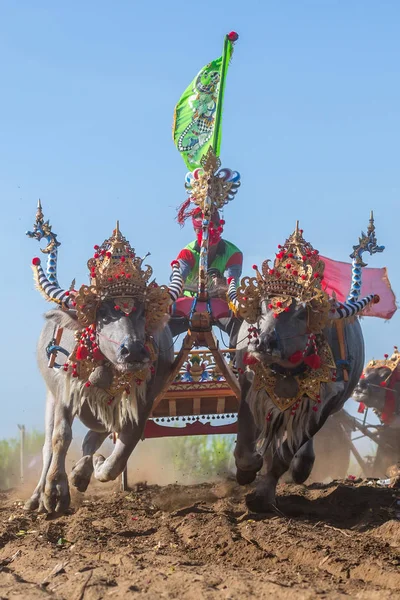 Traditionelle Büffelrassen Bekannt Als Makepungheld Negara Bali Indonesien — Stockfoto