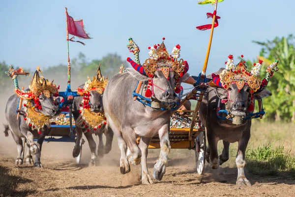 Negara, Bali, Endonezya Makepungheld olarak bilinen geleneksel bufalo yarışı.