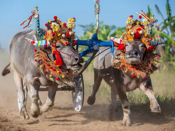 Traditionele Buffalo Race Bekend Als Makepungheld Negara Bali Indonesië — Stockfoto