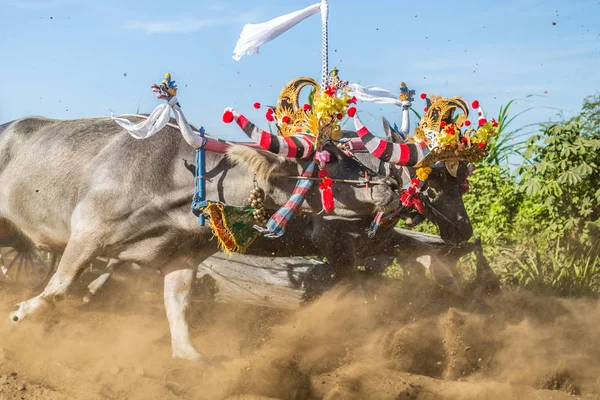 Traditional Buffalo Race Known Makepungheld Negara Bali Indonesia — Stock Photo, Image