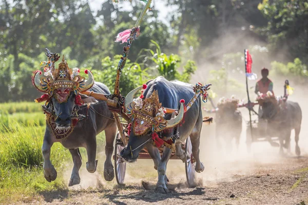 Tradicional Carrera Búfalos Conocida Como Makepungheld Negara Bali Indonesia — Foto de Stock